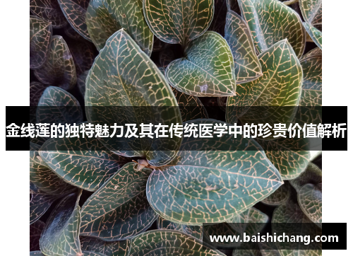 金线莲的独特魅力及其在传统医学中的珍贵价值解析 金线莲的独特魅力及其在传统医学中的珍贵价值解析